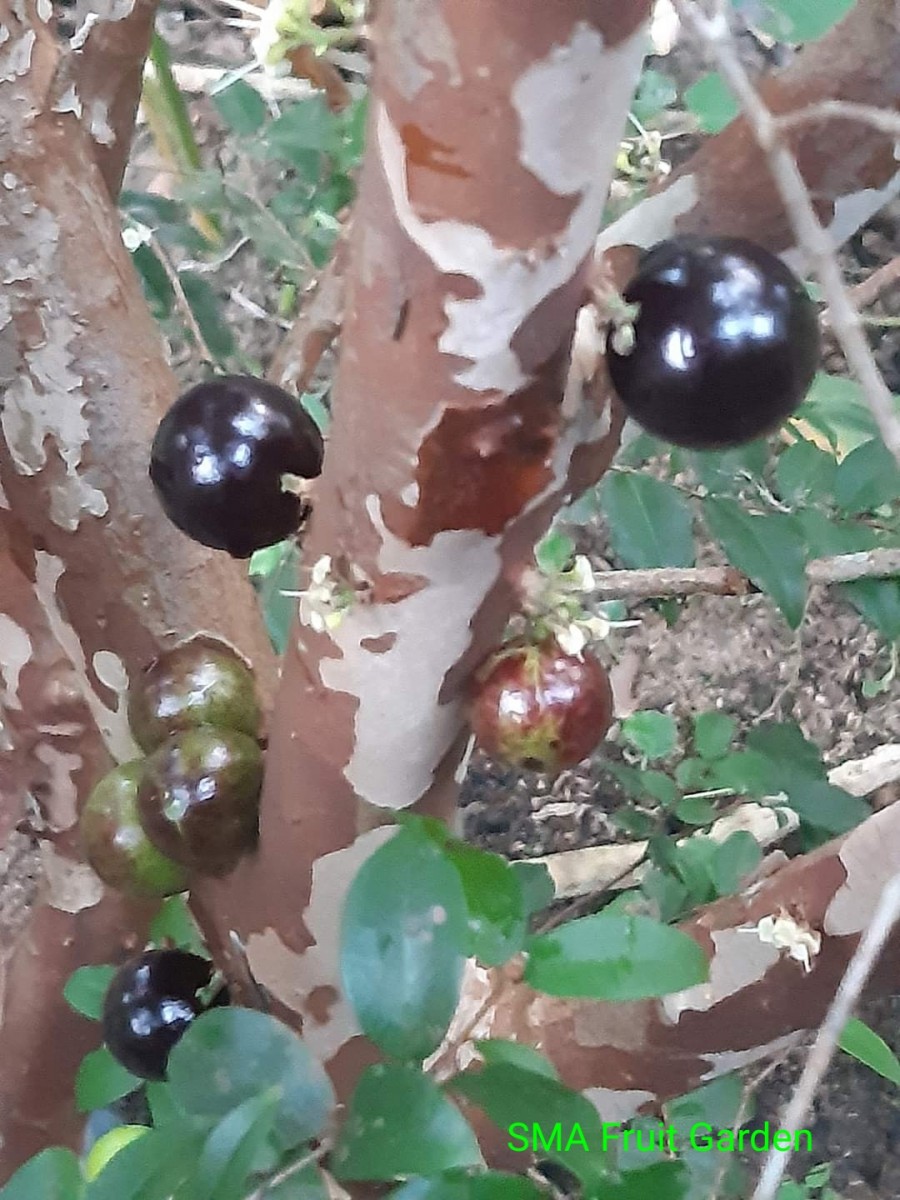 Plinia cauliflora (Mart.) Kausel